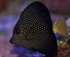 Gem Tang 4” (Madagascar)