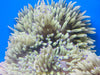Blue Tip Sebae or Malu Anemone