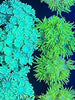 Australian Green Goniopra Coral Frag