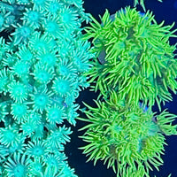 Australian Green Goniopra Coral Frag