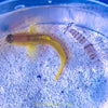 Watchman Goby & Pistol Shrimp Pair