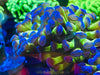 Purple Top Green Hammer Coral 2”