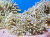 Blue Tip Sebae or Malu Anemone
