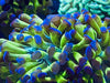 Purple Top Green Hammer Coral 2”