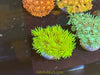 Australian Green Goniopra Coral Frag