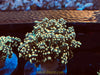 Ultra Colors Frogspawn 1-3” mounted to plug