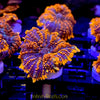 Firestorm Rhodactis Mushroom
