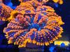 Firestorm Rhodactis Mushroom