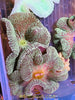 Haddoni Carpet Anemone SM 2-3”