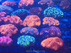 Australian Acans 2.5” colonies