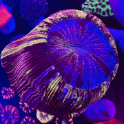Rare Color Wellso Brain Coral