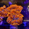 Firestorm Rhodactis Mushroom