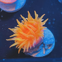 Fat-Head Dendro Coral