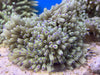 Blue Tip Sebae or Malu Anemone