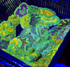 Ultra grade Mini Maxi Carpet Anemone 1-3”