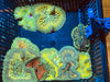 Ultra grade Mini Maxi Carpet Anemone 1-3”