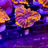 Firestorm Rhodactis Mushroom