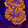 Firestorm Rhodactis Mushroom