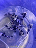 Black Storm Clowns Pair - assorted