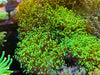 Ultra Colors Frogspawn 1-3” mounted to plug