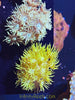 Australian Green Goniopra Coral Frag