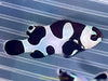Black Storm Clowns Pair - assorted