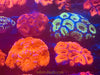 Australian Acans 2.5” colonies