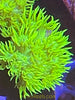 Australian Green Goniopra Coral Frag