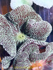 Haddoni Carpet Anemone SM 2-3”