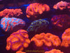 Australian Acans 2.5” colonies