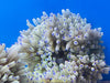 Blue Tip Sebae or Malu Anemone