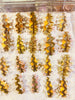 Tridacna Squamosa Clam Sm