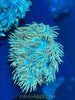 Australian Green Goniopra Coral Frag