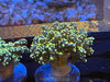 Ultra Colors Frogspawn 1-3” mounted to plug