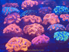 Australian Acans 2.5” colonies