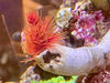 Bali Deepwater Red Cocoworm