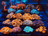 Australian Acans 2.5” colonies