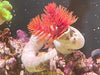 Bali Deepwater Red Cocoworm