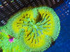 Ultra grade Mini Maxi Carpet Anemone 1-3”
