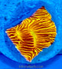 Jack-O-Lantern Leptoseris