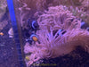 Peppermint Long Tentacle Anemone