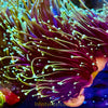 Dragon Soul Torch Coral