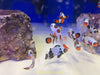Asst'd Designer Clownfish -Pot Luck- Great Variety!