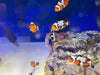 Asst'd Designer Clownfish -Pot Luck- Great Variety!