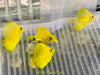 Yellow Tang (AquaCultured)