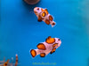 Orange Storm Clown Fish