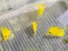 Yellow Tang (AquaCultured)