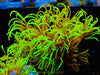 Super Metallic Star Polyps
