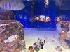 Asst'd Designer Clownfish -Pot Luck- Great Variety!