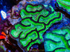 Oulaphyllia 3-6” Grooved Brain